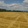 Feld_Groß_Beuchow (1).jpg